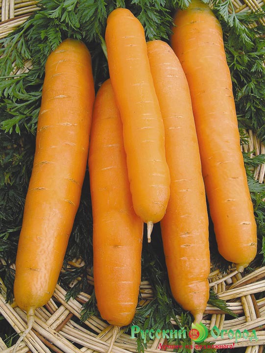 Семена Морковь Нантская-4