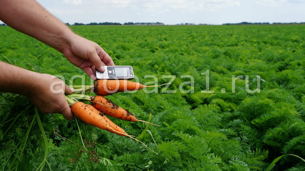 Волгоградская морковь оптом с фермерского хозяйства