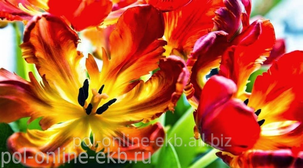 Фотопанно AntiMarker, арт.2-А-250 Красные тюльпаны
