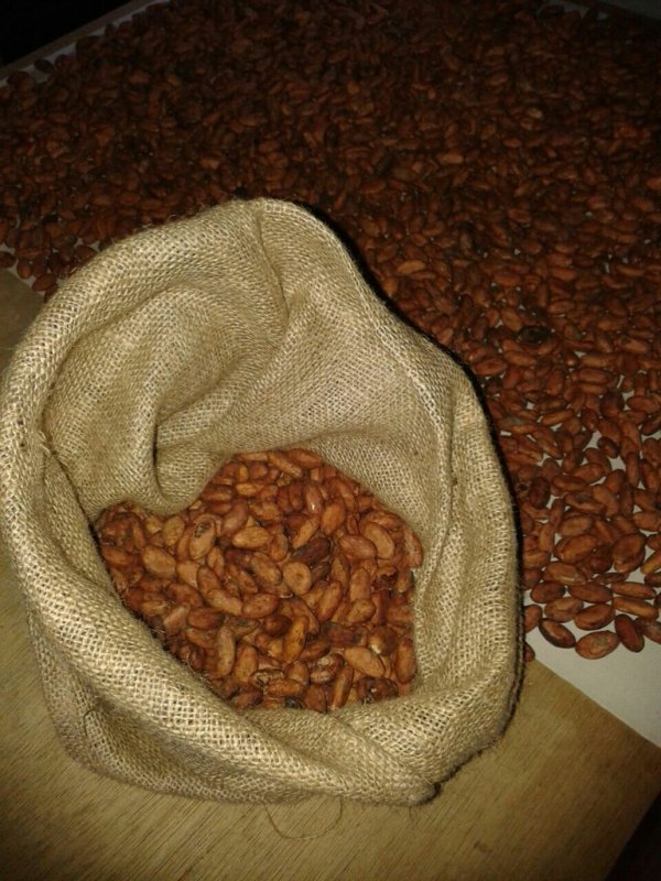 Эксклюзивные какао-бобы из Эквадора