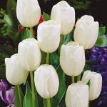 Луковицы тюльпана White Dream