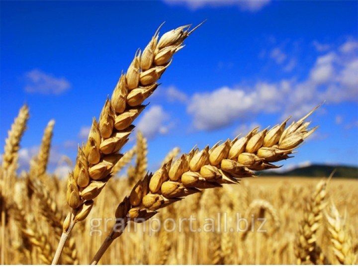Пшеница, ячмень, кукуруза и другие сельхозкультуры.