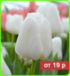 Тюльпан белоснежныйDarwi Snow (Дарви Сноу)