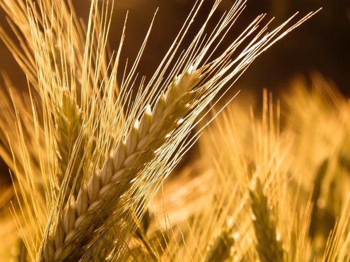 Семена озимой пшеницы Синтетик (1-ая репродукция)