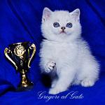 Британские котята шиншилла с синими глазами - Раздел: Зоотовары, товары для животных