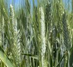 Семена пшеницы озимой твердой купить Агат Донской Амазонка Одари Юбилярка Яхонт - Раздел: Сельское хозяйство