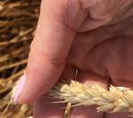 Семена озимой пшеницы донской селекции - Раздел: Сельское хозяйство