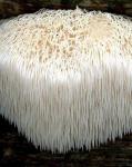 Мицелий гриба Гериций