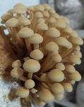 Мицелий гриба Опёнок Зимний