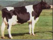 Корова черно-пестрой голштниской породы- выбраковка