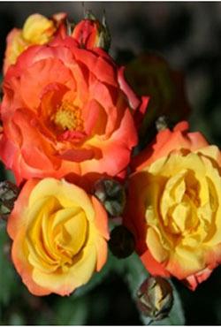 Розы Алтайские спреи Румба