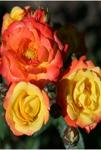 Розы Алтайские спреи Румба