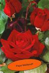 Розы чайно-гибридные Папа Мейланд