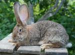 Кролик Немецкий ризен (фландр)