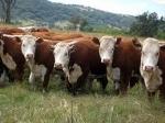 Программный модуль "Рацион"  Назначение: расчет оптимальных суточных рационов кормления крупного рогатого скота на заданную продуктивность с учетом собственных и покупных кормов в хозяйстве.