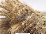 Зерно, пшеница, ячмень