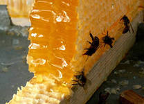 Мед и продукты пчеловодства с личной пасеки в Новокузнецке