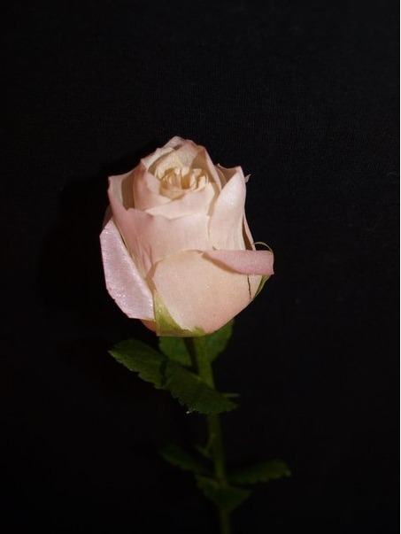 Розы из Берёзы Роза Пурпурная