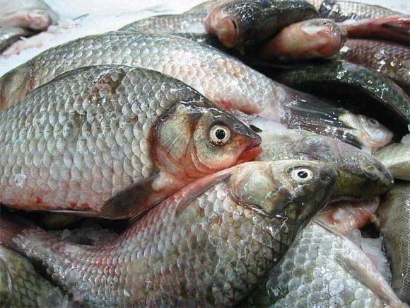 Свежая рыба оптом от 20 т. Доставка по РФ