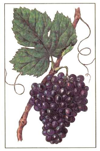 Краситель натуральный Виноград, концентрированный сок L-WS