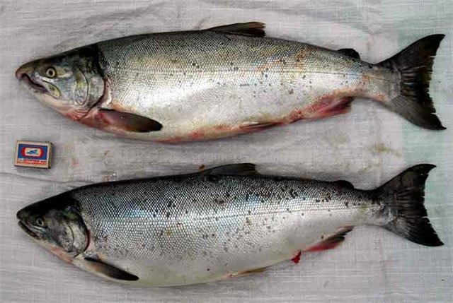 рыбы свежемороженая купить оптом Украина