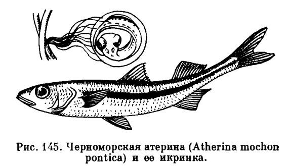 Купить атерину свежемороженую оптом в Украине Крыму Керчи.Рыба оптом мороженая Хамса бычок атерина (ПЕСЧАНКА)