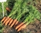 Морковь свежая сорт Кантербюри F1
