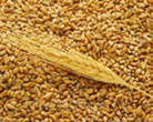 Пшеница в мешках по 50кг.