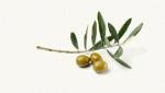 Масло оливковое нерафинированное холодного отжима, Virgin Olive Oil