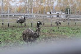 Комбикорм для страусов от производителя, Украина