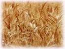 Фуражная пшеница 5 класс