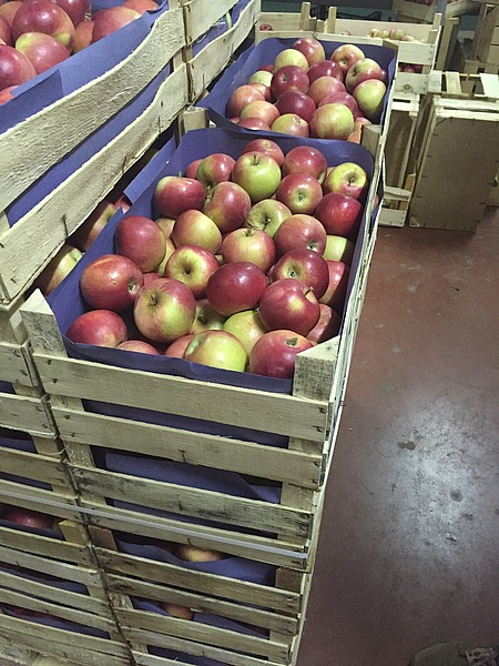 яблоки из Сербии круглый год большие объемы