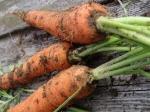 Морковь свежая отечественная (грязная)