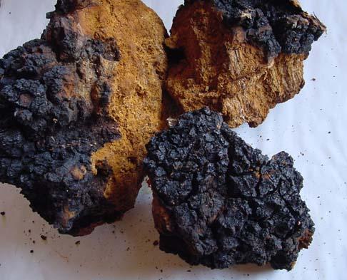 Чага, продам чагу в Москве