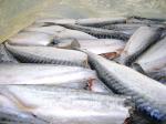 Скумбрия мороженая БГ