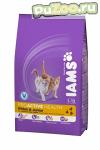 Iams ProActive health kitten & junior - сухой корм для котят от 1 до 12 месяцев, беременных и лактирующих кошек ямс киттен юниор с курицей - Раздел: Зоотовары, товары для животных