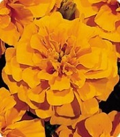 Бархатцы. Французская серия Наоми. Orange- 500 семян. Китано. Япония. Цветы.