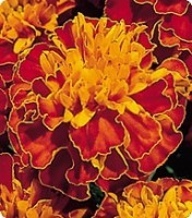 Бархатцы. Французская серия Наоми. Red Flame- 500 семян. Китано. Япония. Цветы.