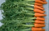 Морковь высокоурожайная среднеспелая Шантанэ-2 Комет - 500 г. Никерсон-Цваан. Голландия.