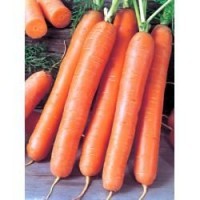 Морковь среднепоздняя Ройал Форто - 1000 г. Тип Нантская.  Семинис. Голландия.