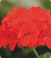 Пеларгония зональная. Серия Салют. Deep Red -100 семян. Китано. Япония. Цветы.