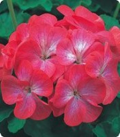 Пеларгония зональная. Серия Салют. Red Picotee - 100 семян. Китано. Япония. Цветы