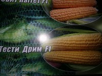 Семена кукурузы сахарной Тести Дрим F1 5000 семян - Agri (Германия)
