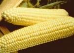 Семена кукурузы сахарной Спирит F1 - 1 кг. Сингента. Швейцария.