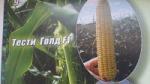 Семена кукурузы сахарной Тести Голд F1 5000 семян - Agri (Германия)