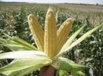 Семена кукурузы сахарной суперсладкой ранней Лендмарк F1 - 1 кг. Клоз. Франция.