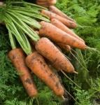 Семена моркови Кордоба F1 1 000 000 шт калибр 1,6-1,8