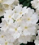 Вербена гибридная. Серия Мадам. White - 250 семян. Китано. Япония. Цветы