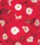 Вербена гибридная. Серия Мадам. Red Eye - 250 семян. Китано. Япония. Цветы.