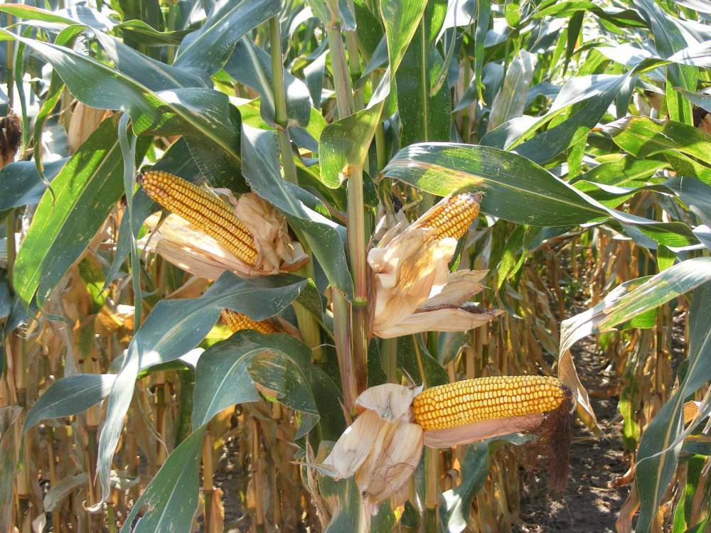 Среднеранний (ФАО 290), двойной межлинейный гибрид кукурузы